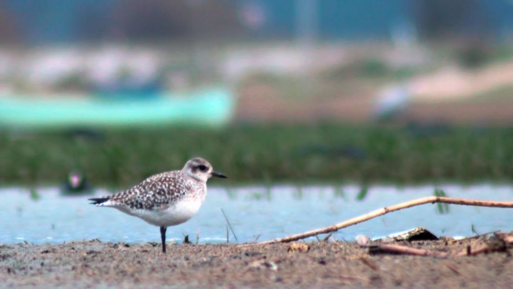 Grey Plover