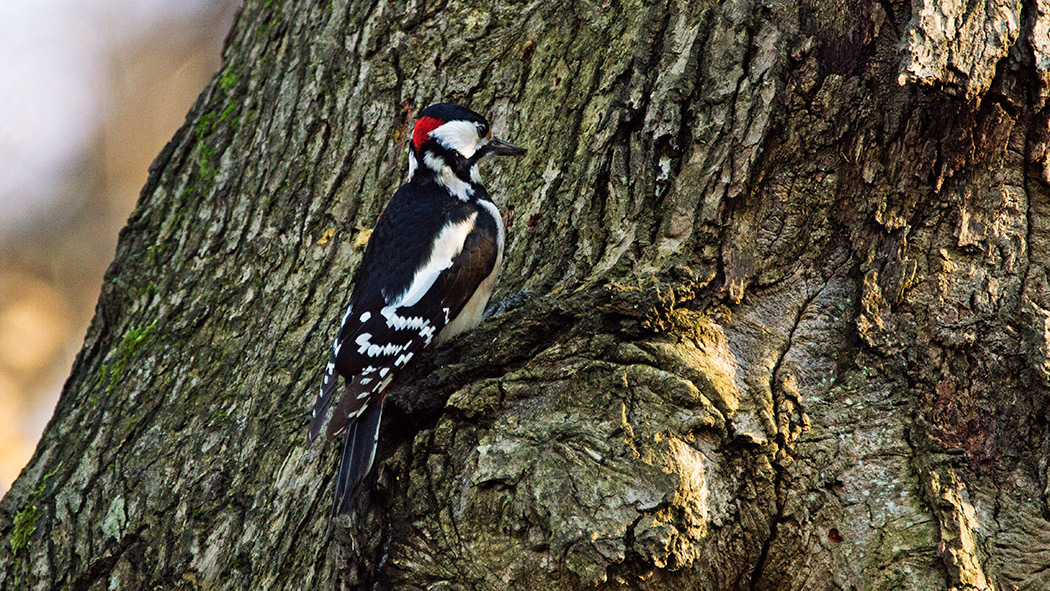 Great Spotted Woodpecker