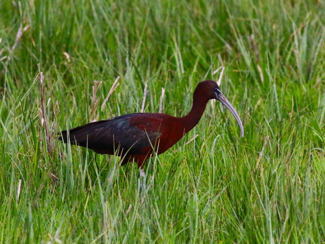 Glossy Ibis