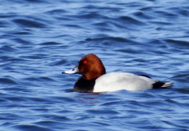 Common Pochard