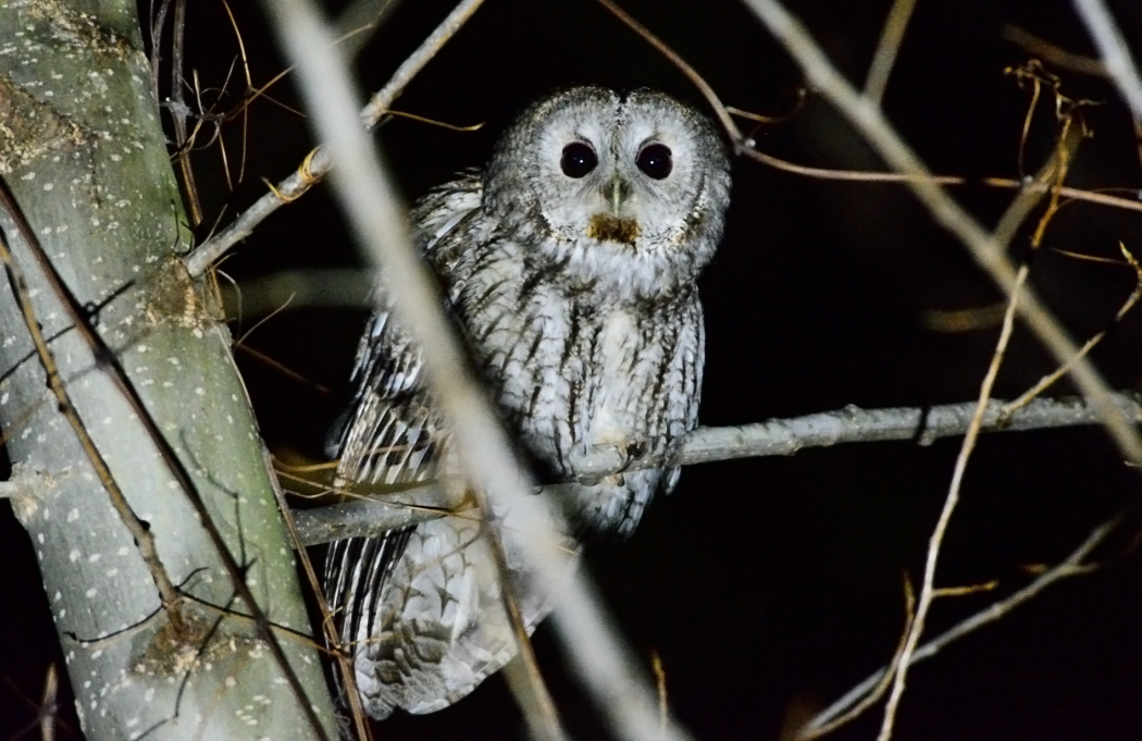 Tawny Owl