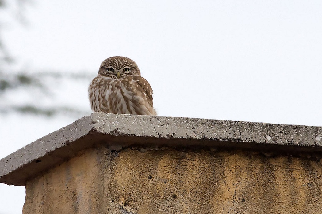 Little Owl