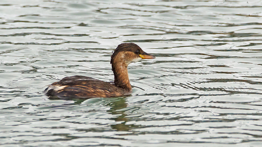 Little Grebe