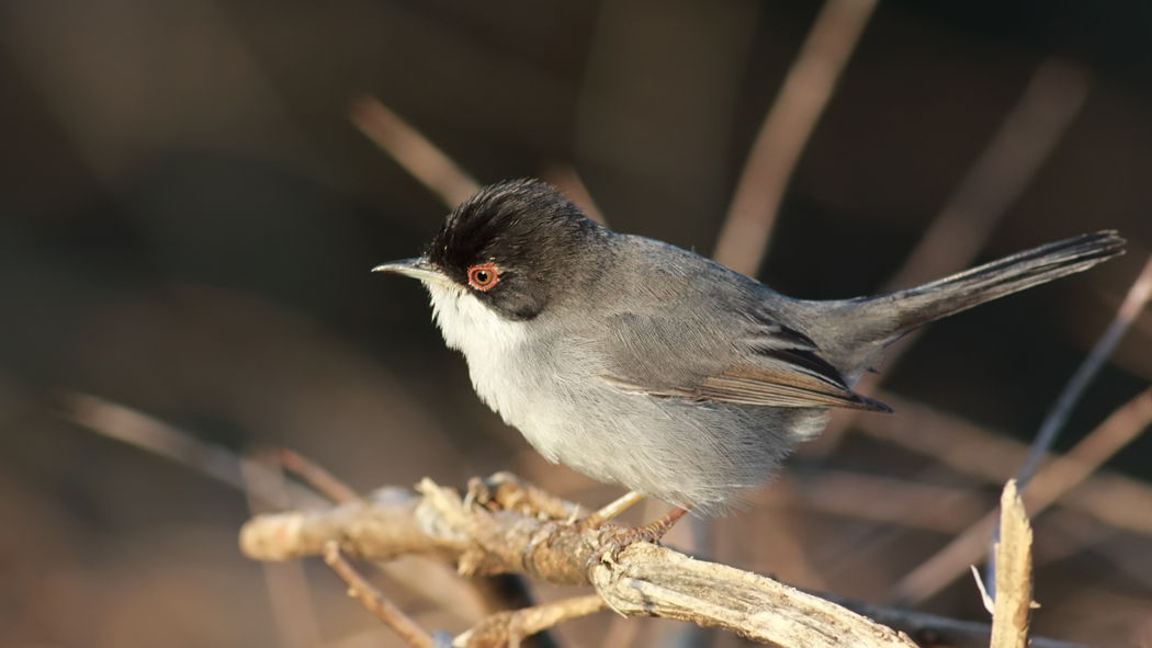 Sardinian Warbler