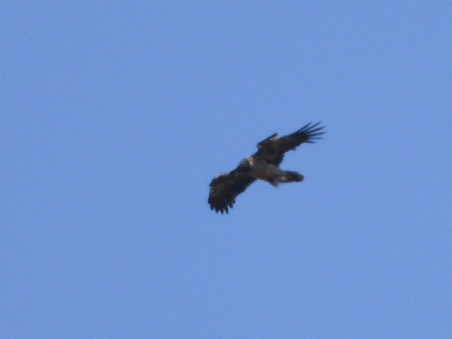 Bearded Vulture
