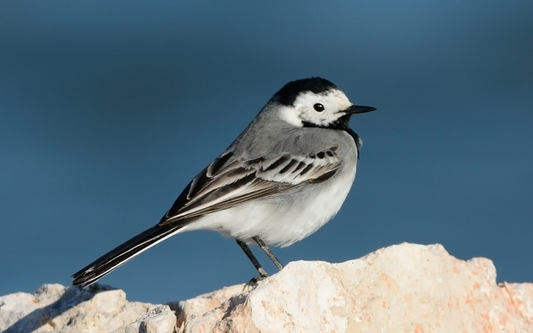 White Wagtail