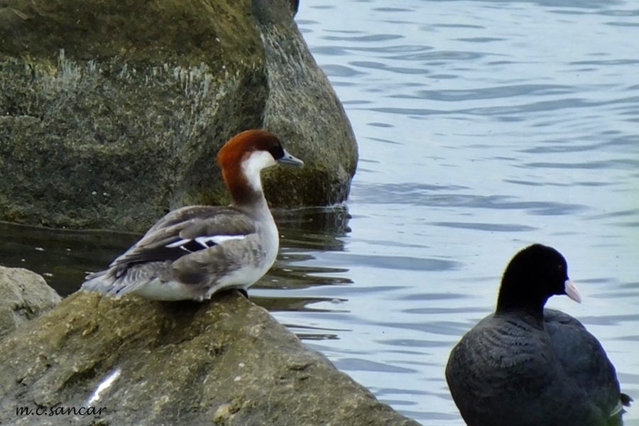 Smew