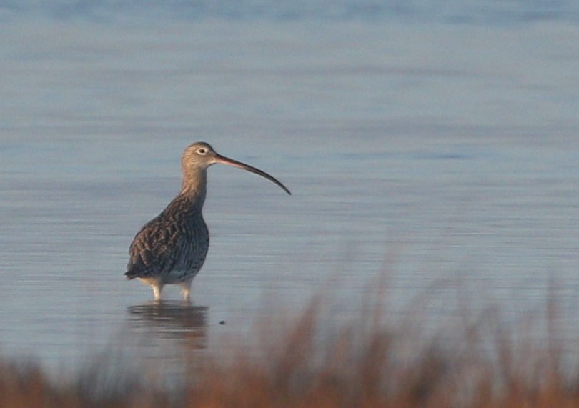 Eurasian Curlew