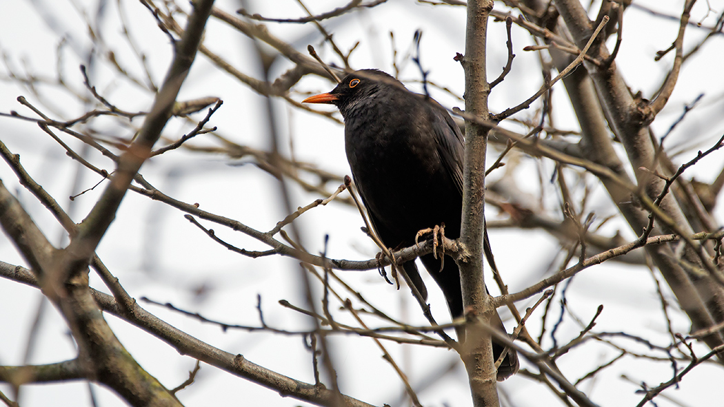 Common Blackbird