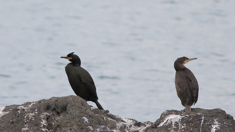 European Shag