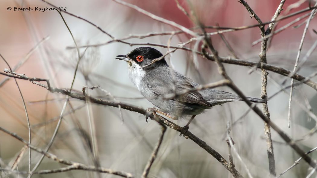 Sardinian Warbler
