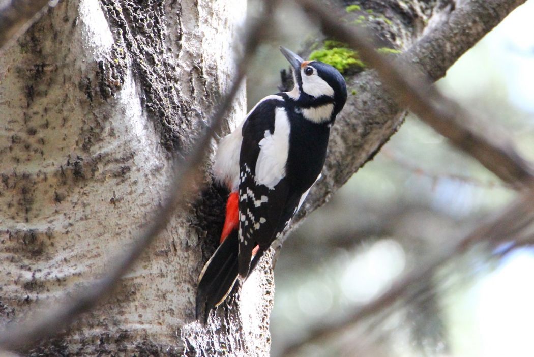 Great Spotted Woodpecker