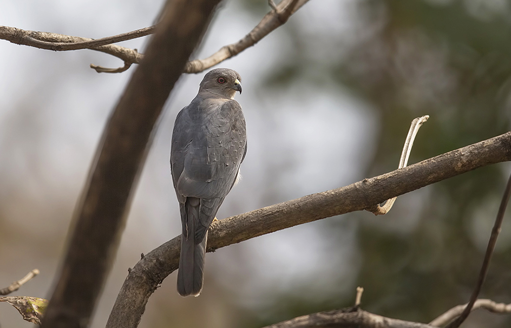 Shikra