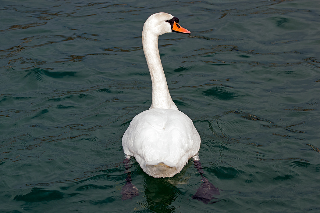 Mute Swan