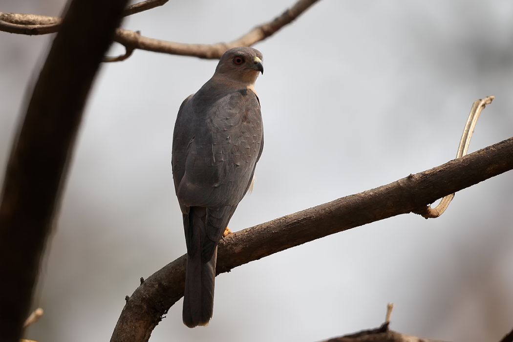 Shikra