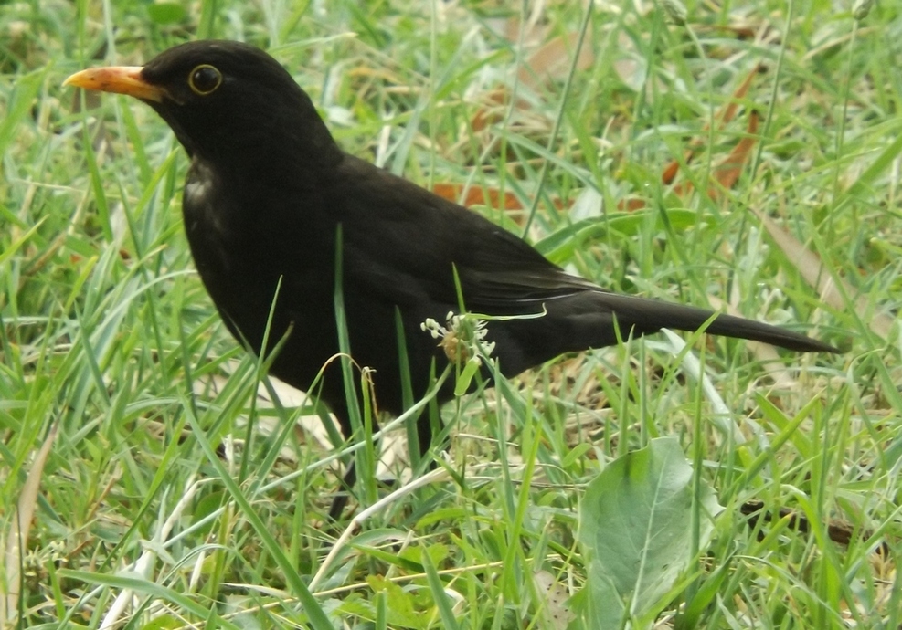 Common Blackbird