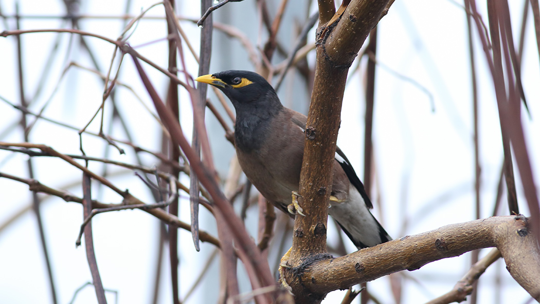 Common Myna