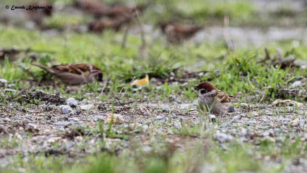 Eurasian Tree Sparrow