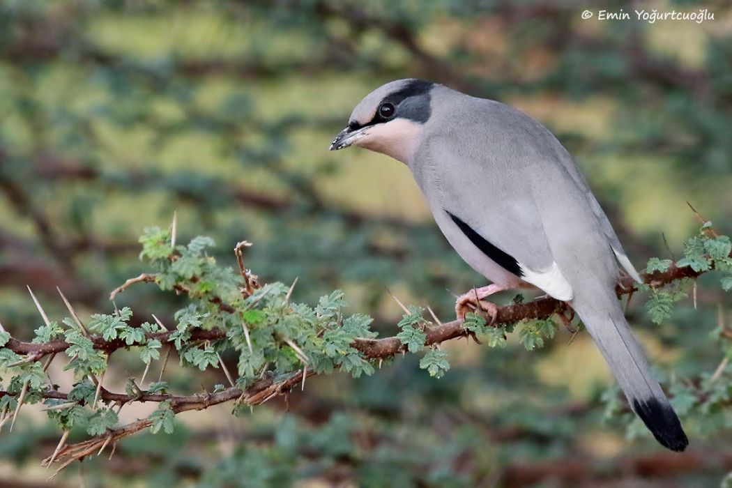 Grey Hypocolius