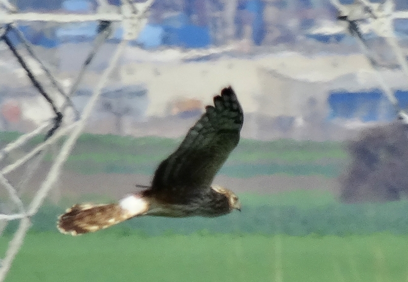 Hen Harrier