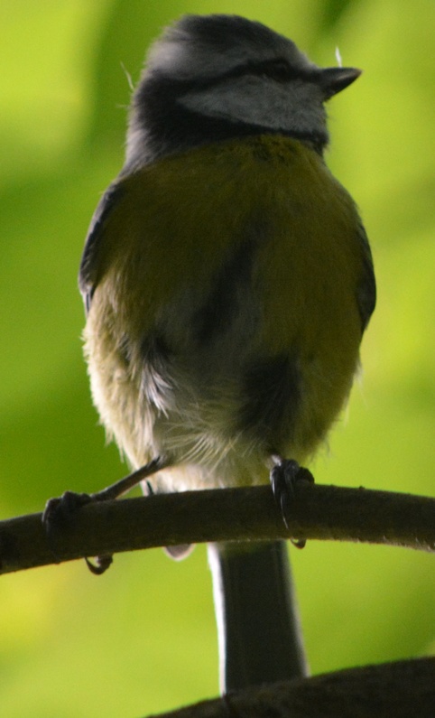 Eurasian Blue Tit