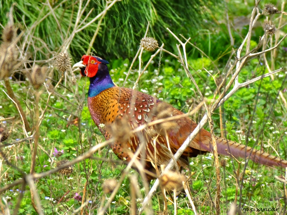 Common Pheasant