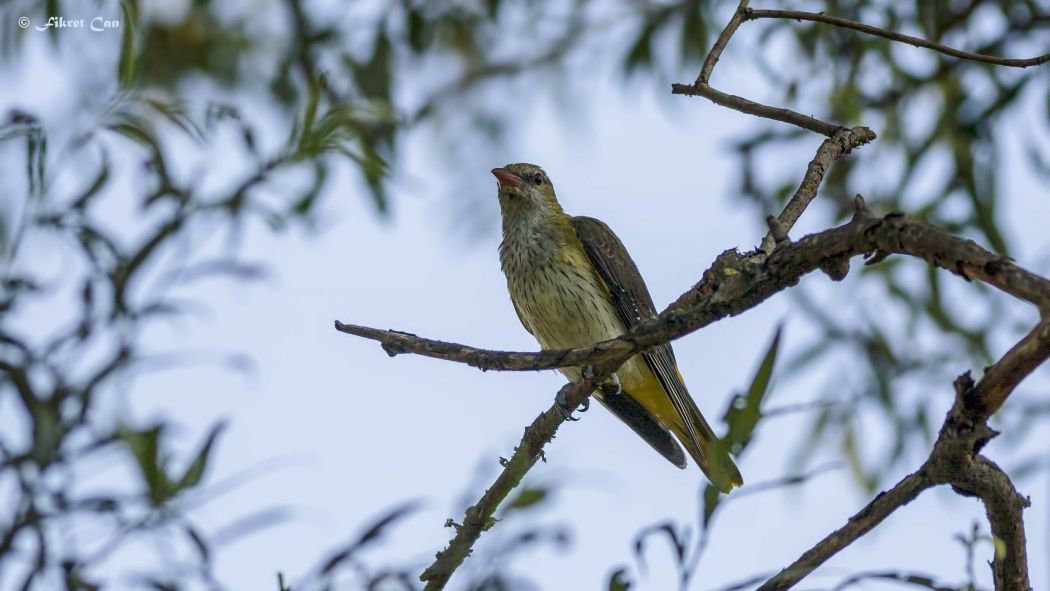 Eurasian Golden Oriole