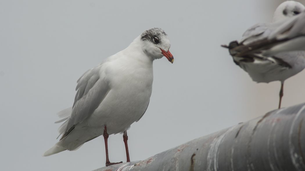 Mediterranean Gull