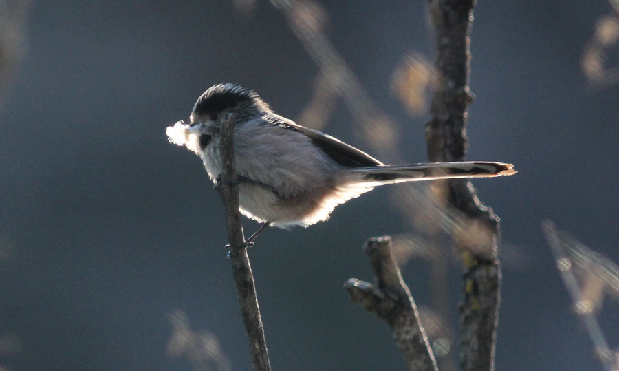 Long-tailed Tit