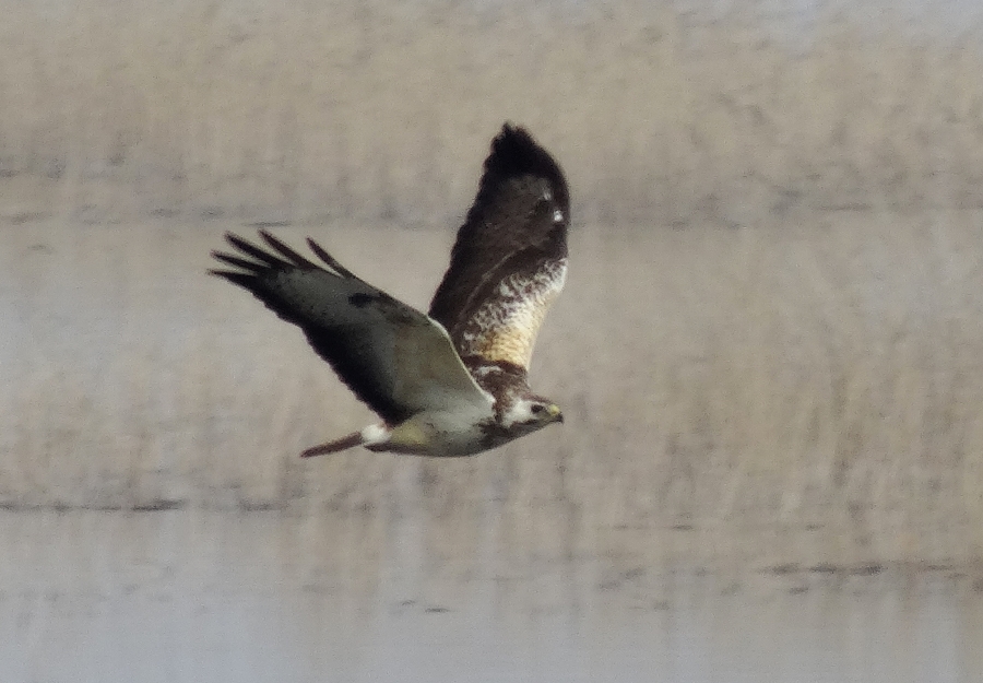 Common Buzzard