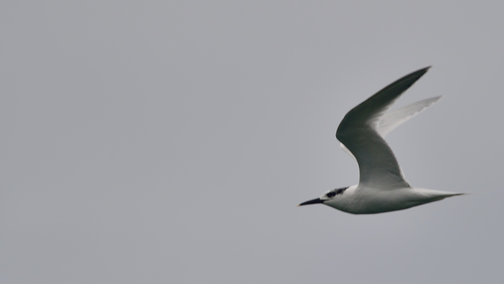 Sandwich Tern