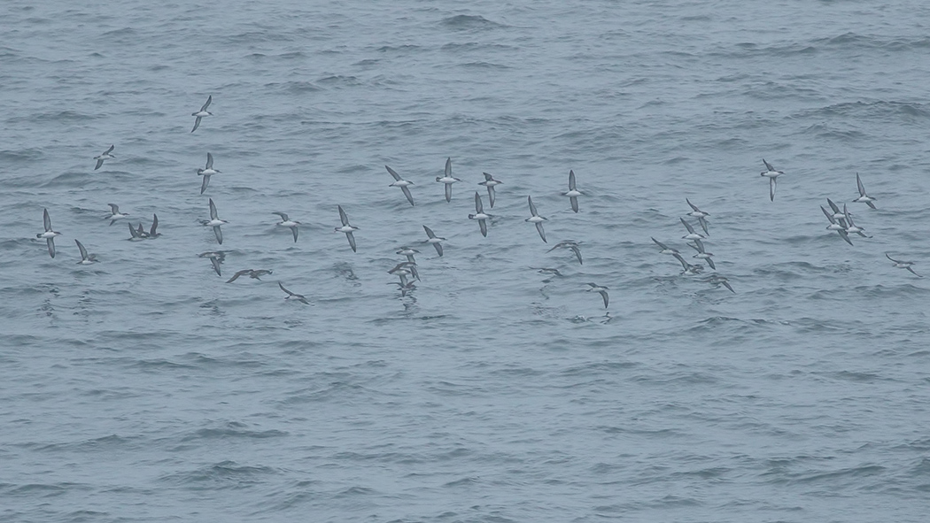 Yelkouan Shearwater