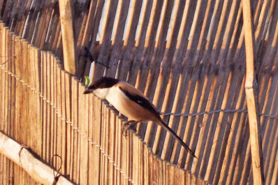 Long-tailed Shrike