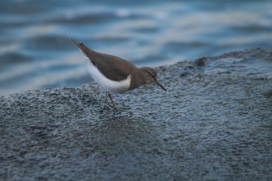 Common Sandpiper