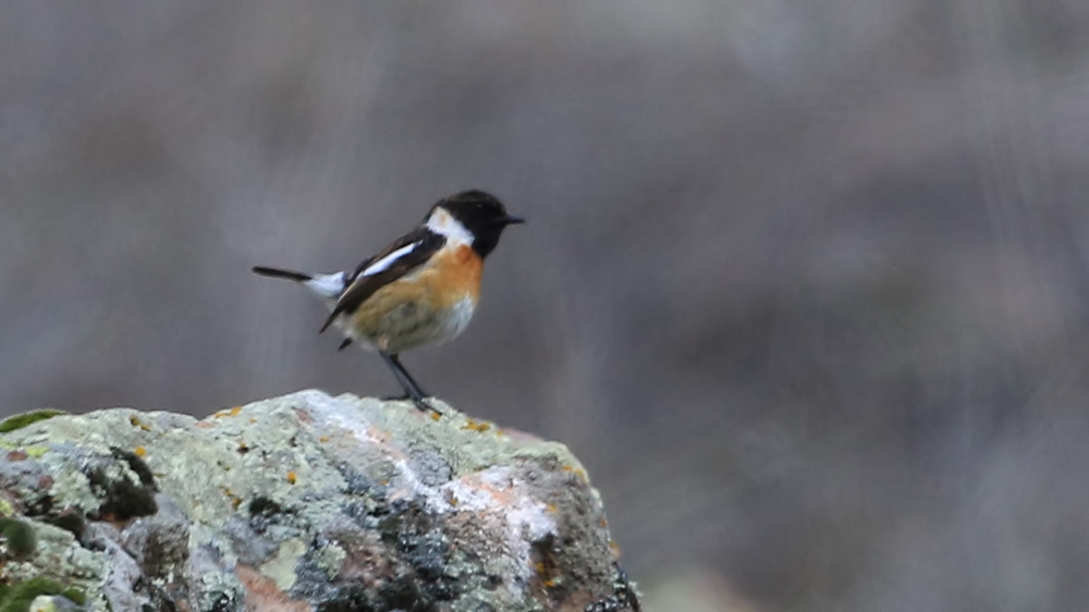 Siberian Stonechat