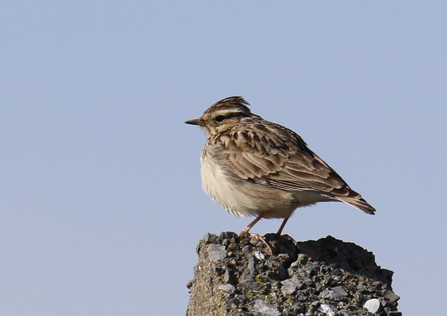 Woodlark