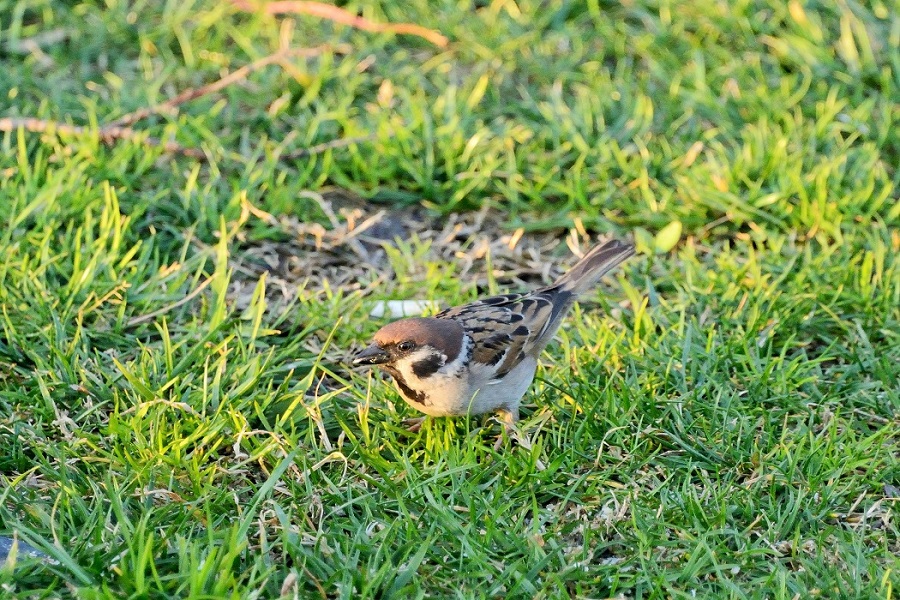 Eurasian Tree Sparrow