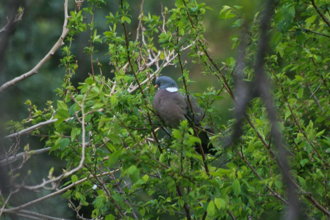 Common Wood Pigeon