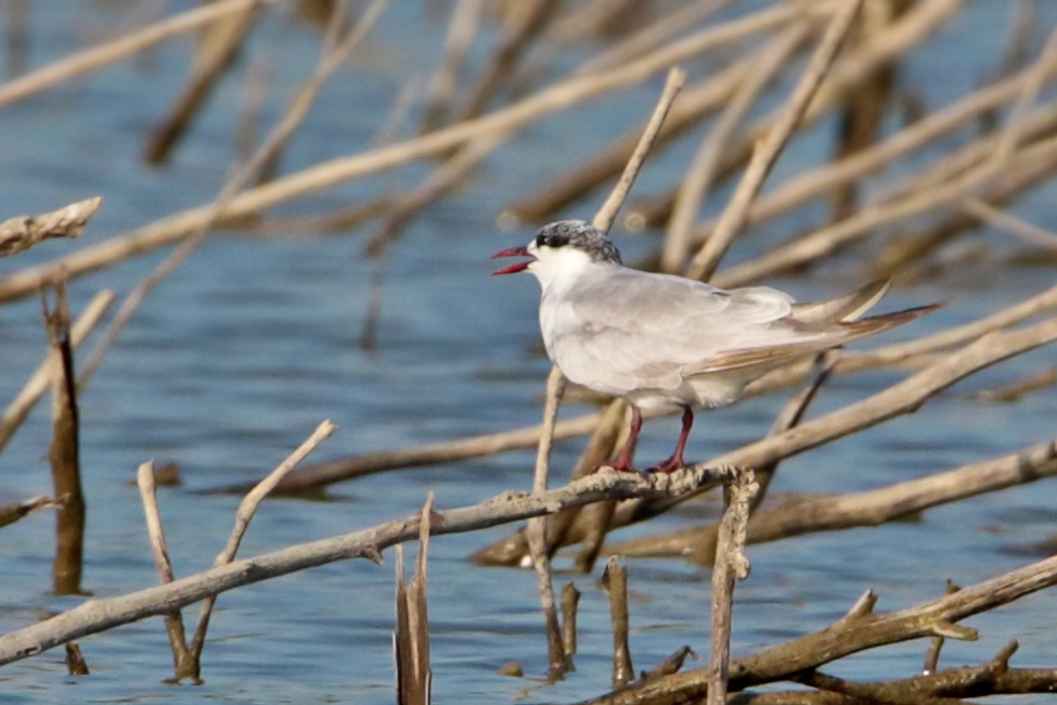 Whiskered Tern