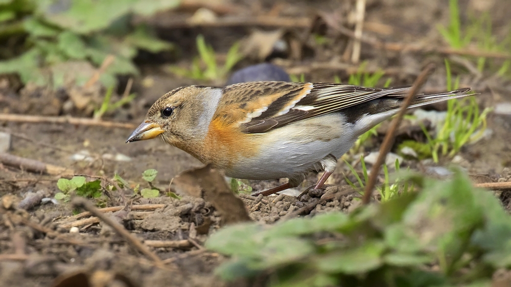 Brambling