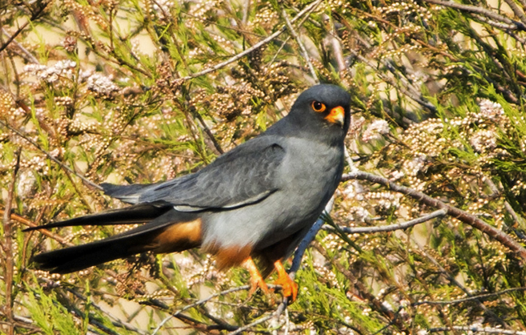 Red-footed Falcon