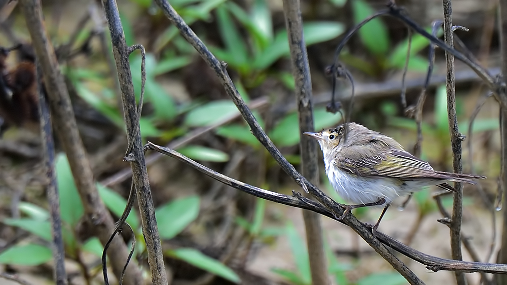 Eastern Bonelli`s Warbler