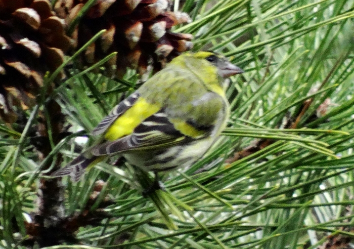 Eurasian Siskin