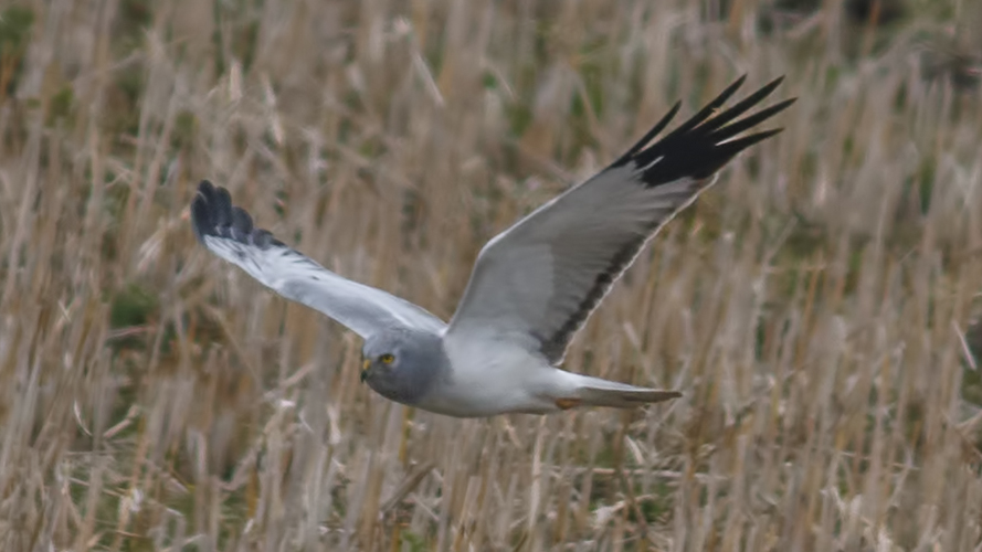 Hen Harrier