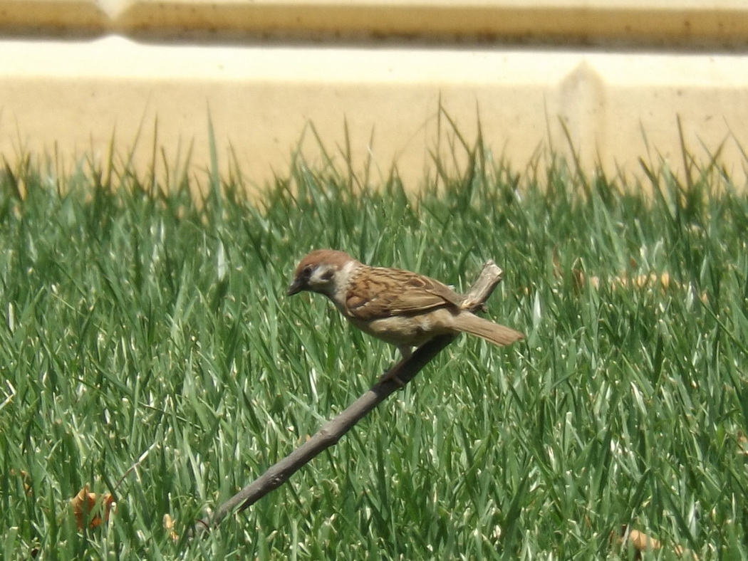 Eurasian Tree Sparrow