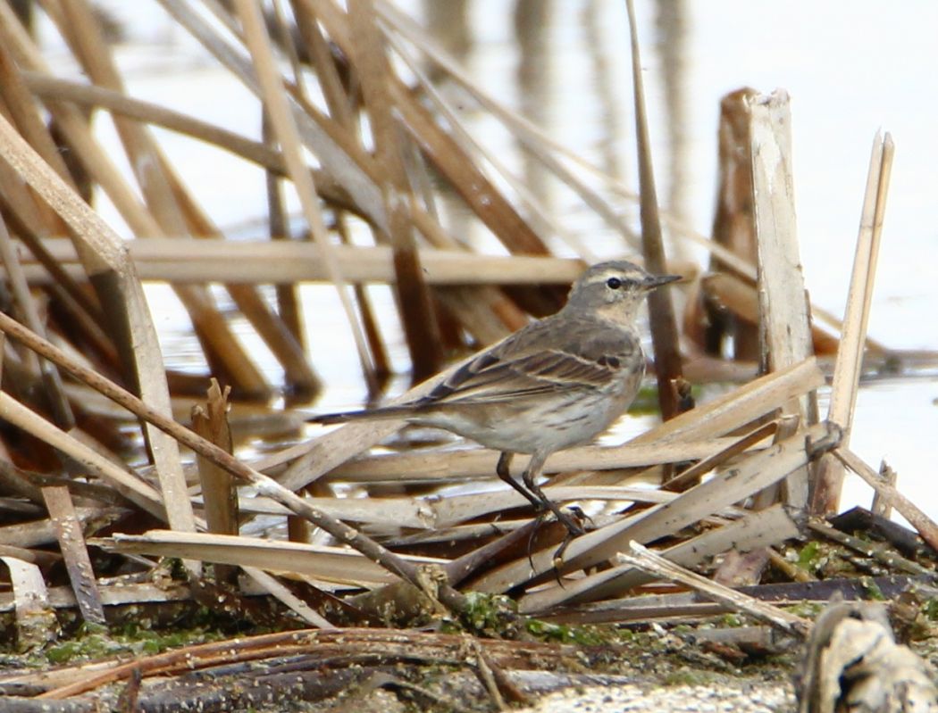 Water Pipit