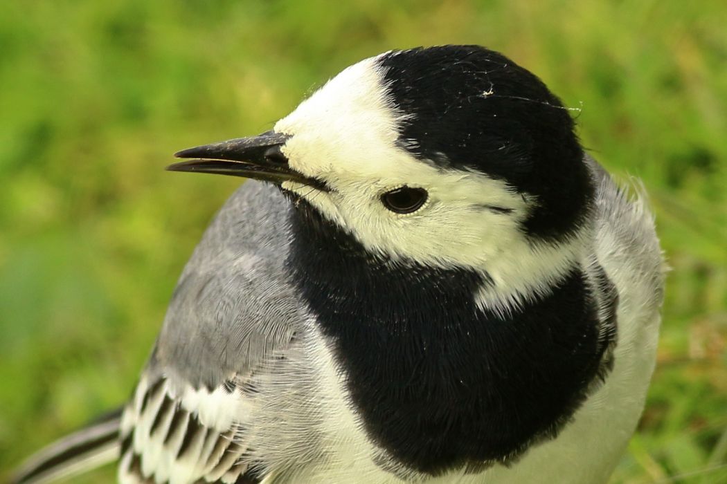 White Wagtail