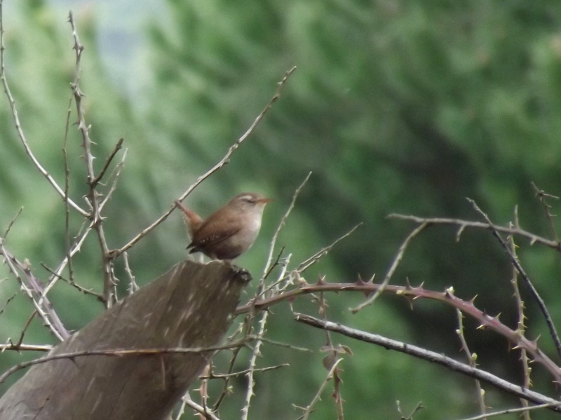 Eurasian Wren