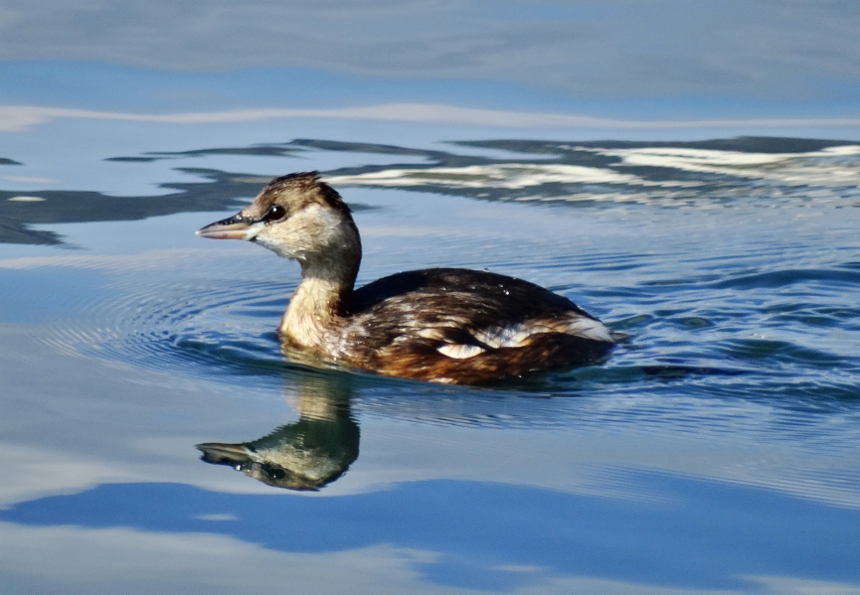 Little Grebe