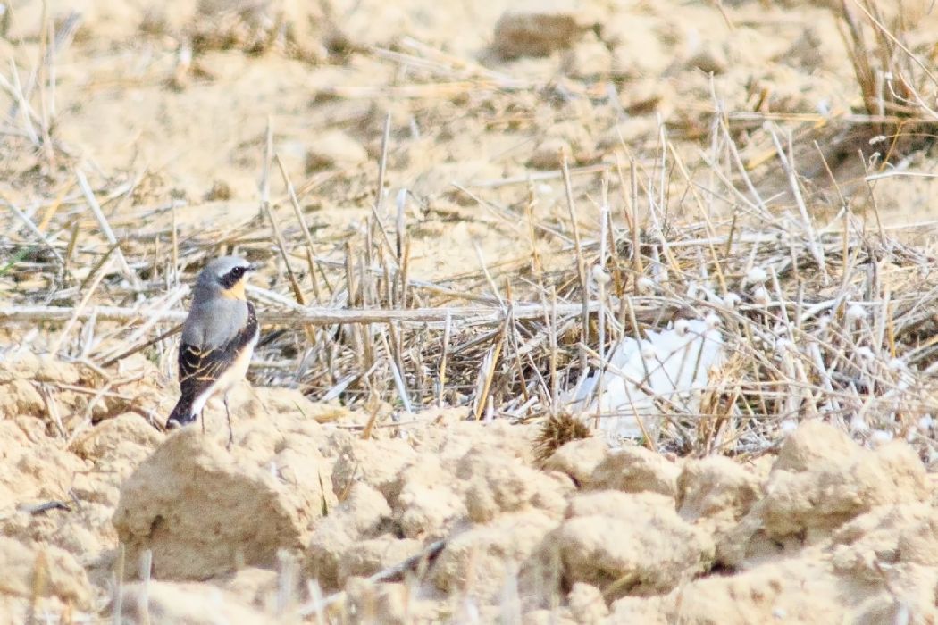 Northern Wheatear